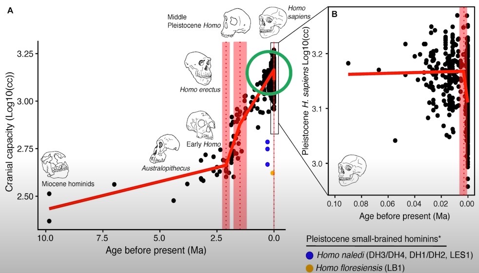 Vývoj mozku člověka