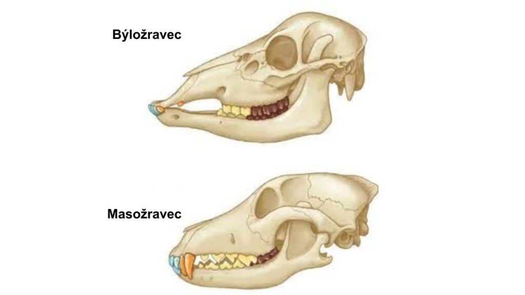 Srovnání zubů býložravce a masožravce