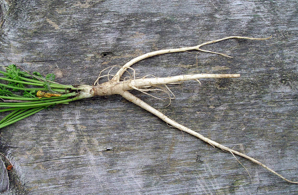 Fotka původní plané (divoké) mrkve.