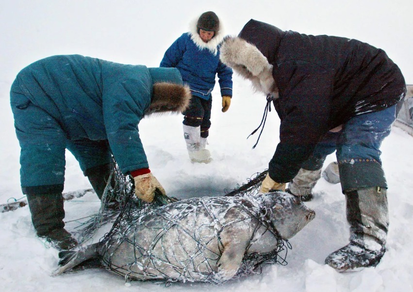 Inuité se živí téměř výhradně masem