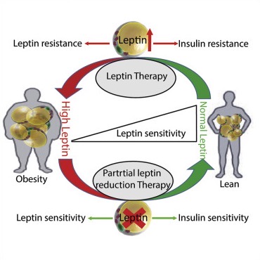 Inzulin a leptin