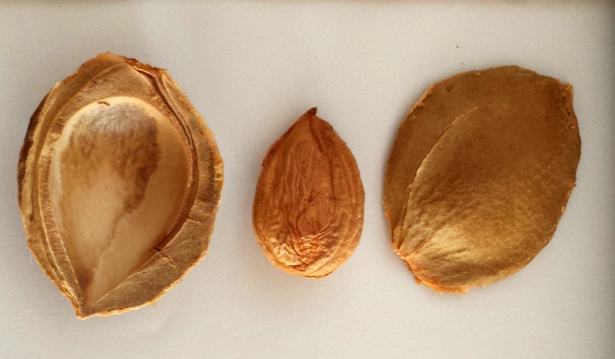 Jádra meruněk obsahují silně toxický kyanid