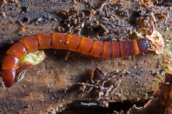 Larva