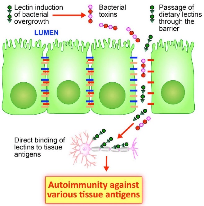 Lektiny a autoimunita