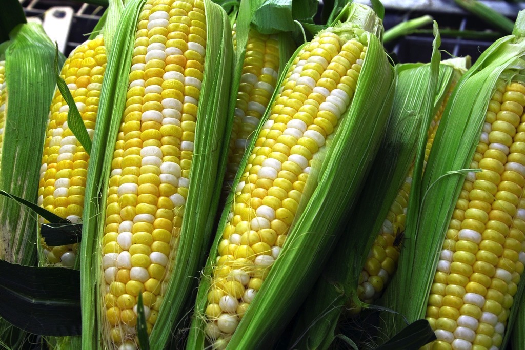 Moderní kukuřice