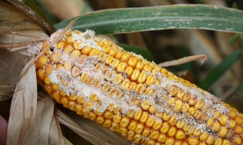 Mykotoxiny v kukuřici