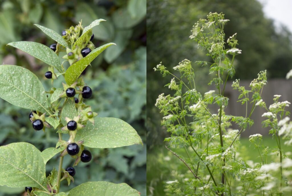 Rulík zlomocný a bolehlav plamatý