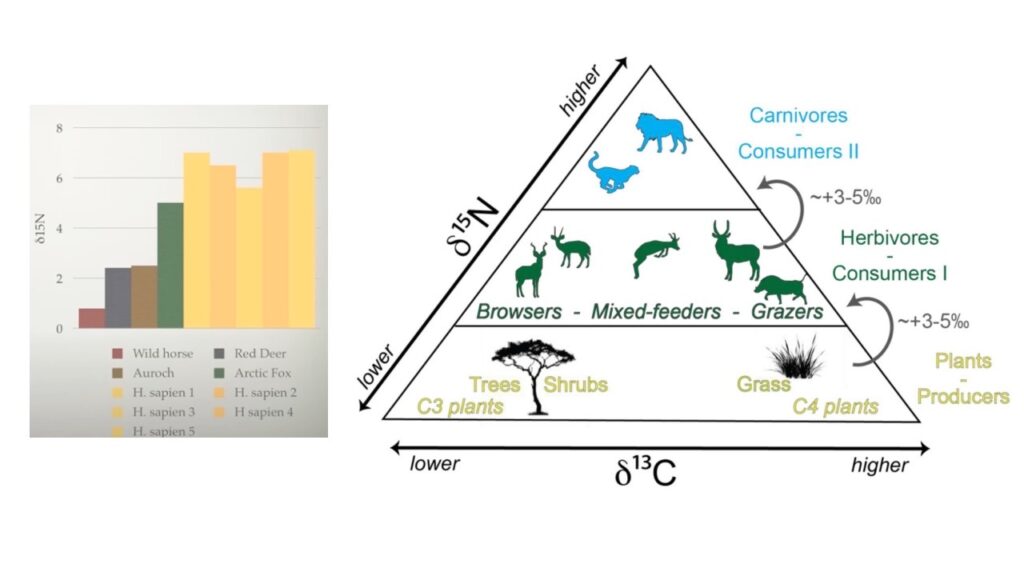 Stabilní izotopy a konzumace masa
