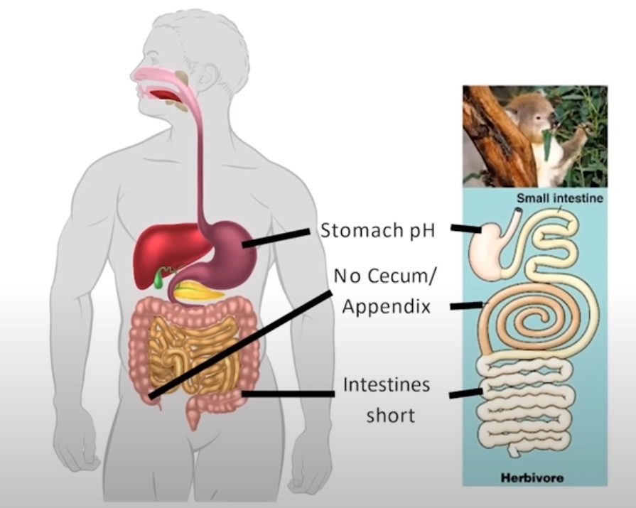 Srovnání trávicího traktu člověka a býložravce