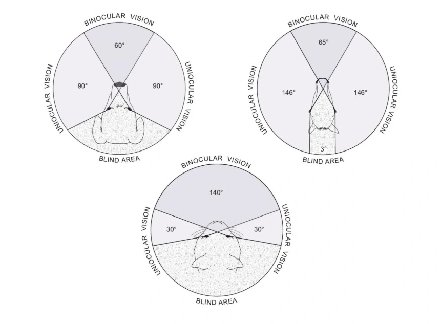 Srovnání zorného pole predátora a kořisti