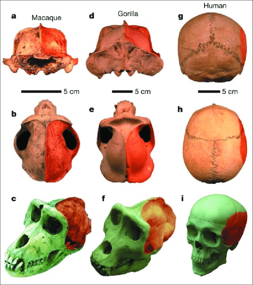 Srovnání svalových úponů pro žvýkací svaly u makaka, gorily a člověka.